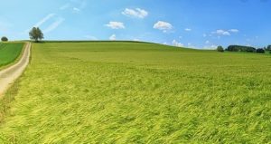 Кто и как сможет покупать землю в Украине (инфографика)