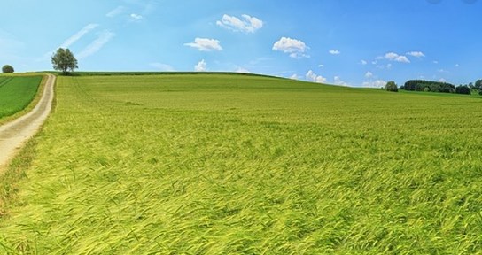 Кто и как сможет покупать землю в Украине (инфографика)