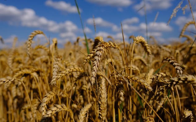 В течение 5-10 лет стоимость земли может возрасти от 2 до 5 раз — Шмыгаль