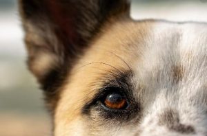 Что делать, если вы стали свидетелем жестокого обращения с животными?