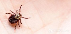 Сезон клещей в Украине: что делать после укуса и как уберечься