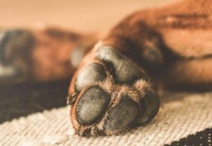 Чоловік вбив свого собаку: Слов’янські поліцейські розслідують факт жорстокого поводження з тваринами