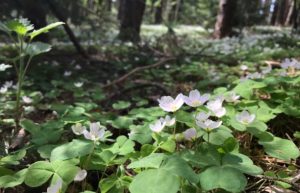 Народные приметы 20 мая