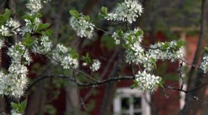 29 мая: приметы на Федора Житника и именинники