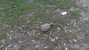 У Краматорську поблизу житлового будинку було вилучено ручну бойову гранату