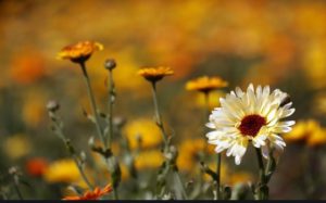 Народные приметы на 15 мая – Борис и Глеб сеятели, Борис-день, Соловьиный праздник