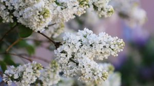 Приметы на 31 мая: что нельзя делать в Федотов день