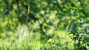 Синоптик озвучил детальный прогноз погоды на лето