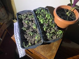 У Слов’янську поліцейські приїхали на виклик про домашнє насилля та виявили наркотики