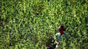 Легализация марихуаны: кого и как в Украине будут “лечить” коноплей