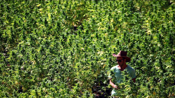 Легализация марихуаны: кого и как в Украине будут “лечить” коноплей