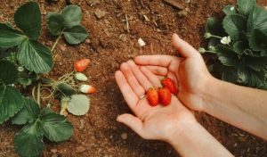 Клубника на дрожжах: секретный раствор огородников для гигантского урожая ягод