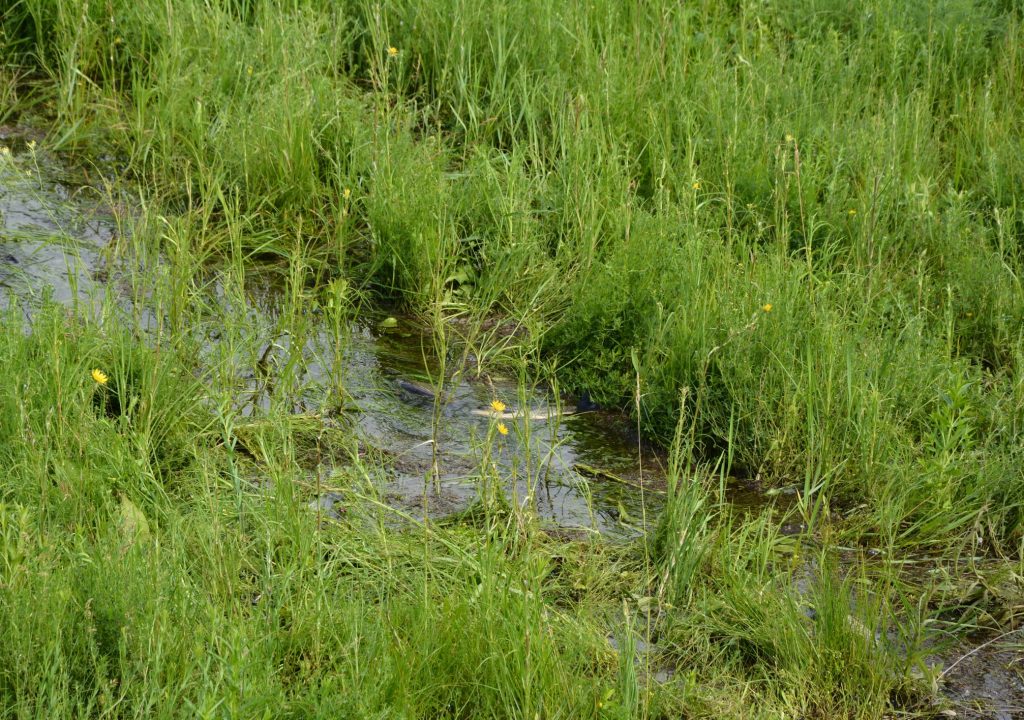 На Донеччині сталося незвичайне явище: риба “вийшла” на берег