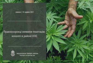 У Краматорському районі  місцева жителька вирощувала цілу плантацію рослин, за зовнішніми ознаками – роду конопель.