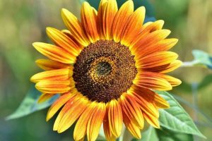 Семечки подсолнуха: кому есть можно, а кому нельзя