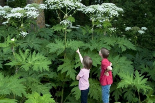 Вплоть до летальных исходов. Какие растения и чем могут навредить здоровью
