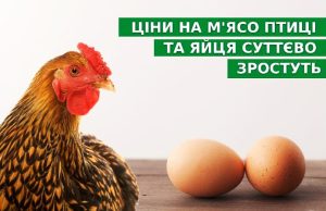 Цены на мясо птицы и яйца существенно вырастут