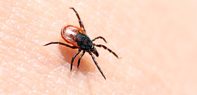 Кліщі іксодові та енцефалітні: що слід знати про паразитів і як видалити кліща