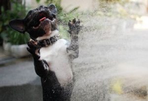 Як тримати домашніх тварин у безпеці під час спеки – 6 способів