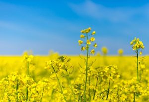 Приметы на 28 июня: что нельзя делать