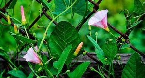 Лишитесь денег: что нельзя и что можно делать в день Никифора 15 июня