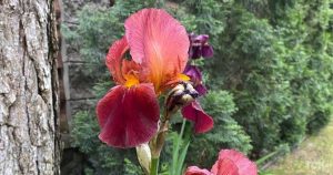 Уход за ирисами: как размножать и пересаживать растение