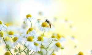 Приметы и обряды на 29 июня – Тихонов день