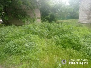 Поруч з багатоповерхівками у центрі Слов’янська поліція вилучила понад дві тисячі рослин канабісу