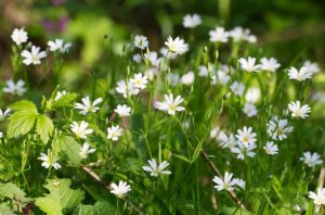 23 июня: какой сегодня праздник, приметы и запреты