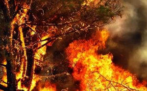 Спасатели предупредили о чрезвычайном уровне пожароопасности в Украине