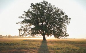 Приметы и праздники 3 июня: что нельзя делать в этот день