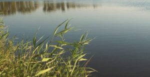 У Покровську на водоймі загинула дитина