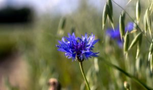 Приметы и праздники на 17 июня: что нельзя делать в этот день