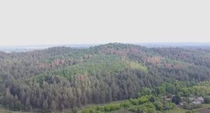 В Донецкой области массово засыхают сосны: ВИДЕО усыхания леса вблизи Святогорска