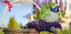 Посевной календарь на июнь 2021 года: когда и что лучше садить