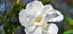 6 июня: что нельзя делать, приметы и именинники