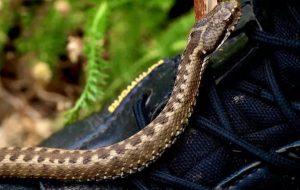 Осторожно, гадюки: как себя вести, чтобы змея не напала