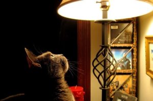 В Украине хотят повысить тарифы на свет в зависимости от доходов граждан