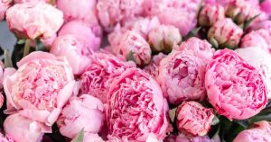 Уход за пионами: как срезать на букет и после завершения цветения