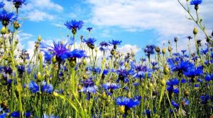 Народные приметы на 4 июня – Василисков день, Василиск, Соловьиный день