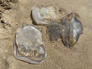 «Море із желе»: чому Азовське узбережжя заполонили медузи