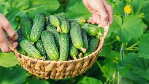 Несколько хитростей позволят огурцам расти до конца сентября