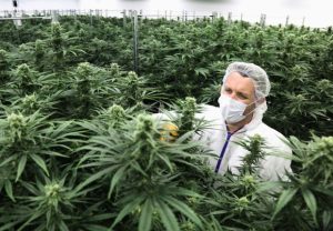 В Украине будут продавать марихуану в аптеках: в чем плюсы и минусы легализации каннабиса