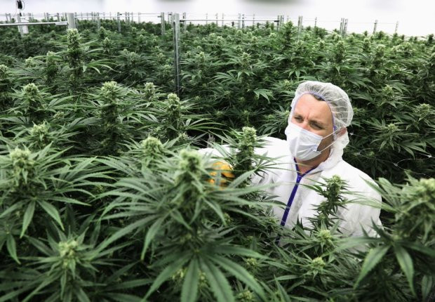 В Украине будут продавать марихуану в аптеках: в чем плюсы и минусы легализации каннабиса