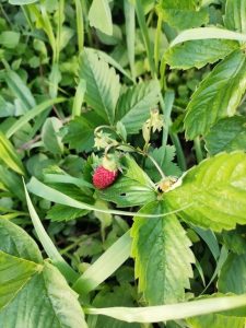 Народные приметы на 9 июля 2021 года: что категорически нельзя делать в день Давида Земляничника