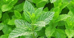 Ці 5 корисних властивостей м’яти варто взяти до уваги