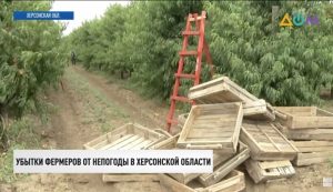 Сгнили тонны овощей: непогода уничтожает урожай на юге Украины   