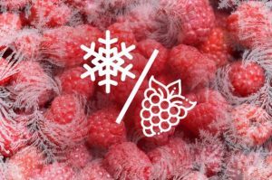 Как правильно заморозить малину целиком: пошаговый рецепт зимнего сохранения фруктов