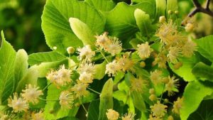 Народные приметы 4 июля. Что нужно сделать, чтобы привлечь счастье