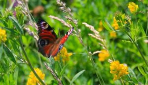 Приметы на 11 июля: что нельзя делать